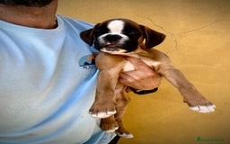 Boxer perros en venta: Boxer - Imagen 20