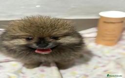 Pomerania perros en venta: Lulu pomerania mini toy  - Imagen 9