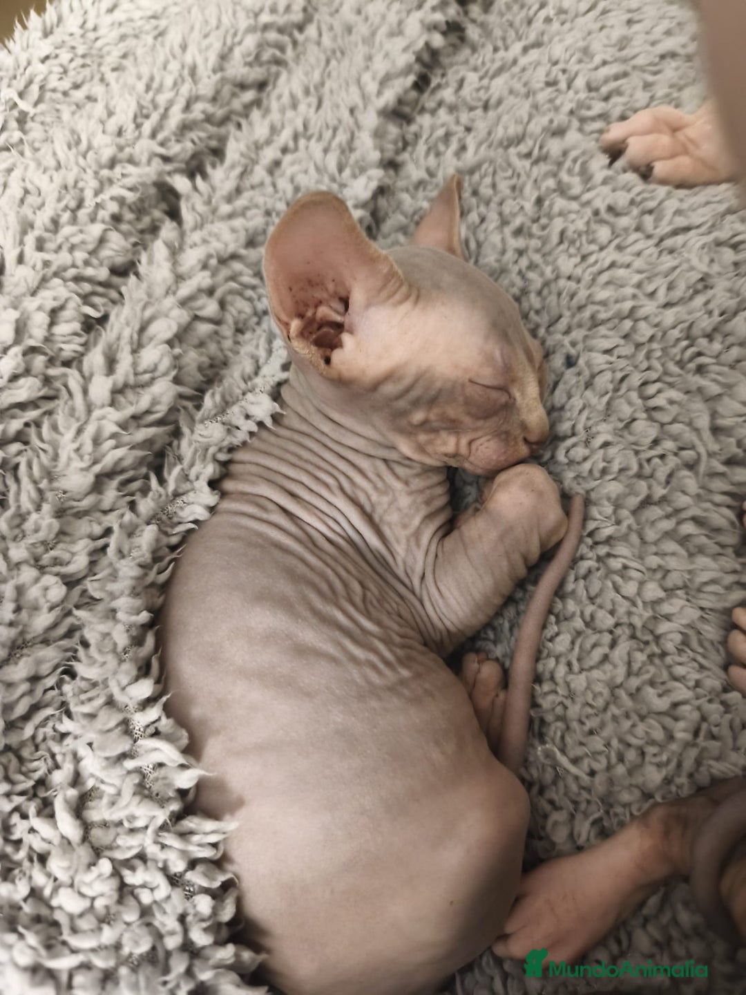 Sphynx gatos en venta: Sphynx exclusivos  - Anuncio 2