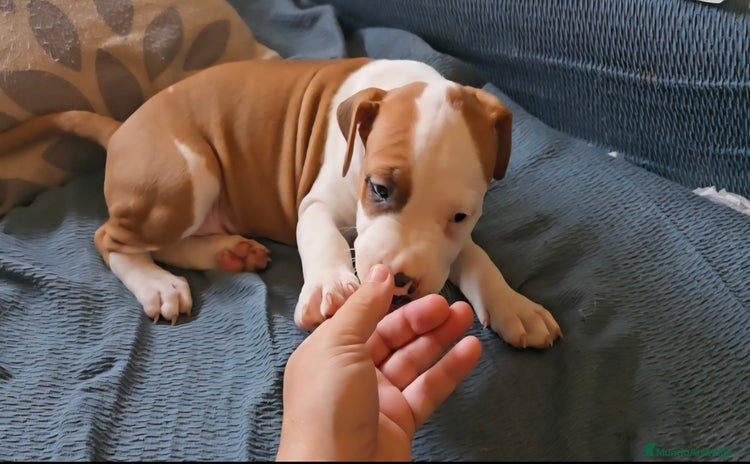 American Staffordshire-Terrier perros - Propaganda 2