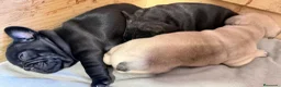 Bulldog Francés perros en venta: Buldog francés  - Anuncio 11