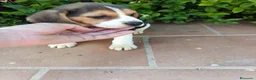 Beagle perros en venta: Cachorros de Beagle - Anuncio 3