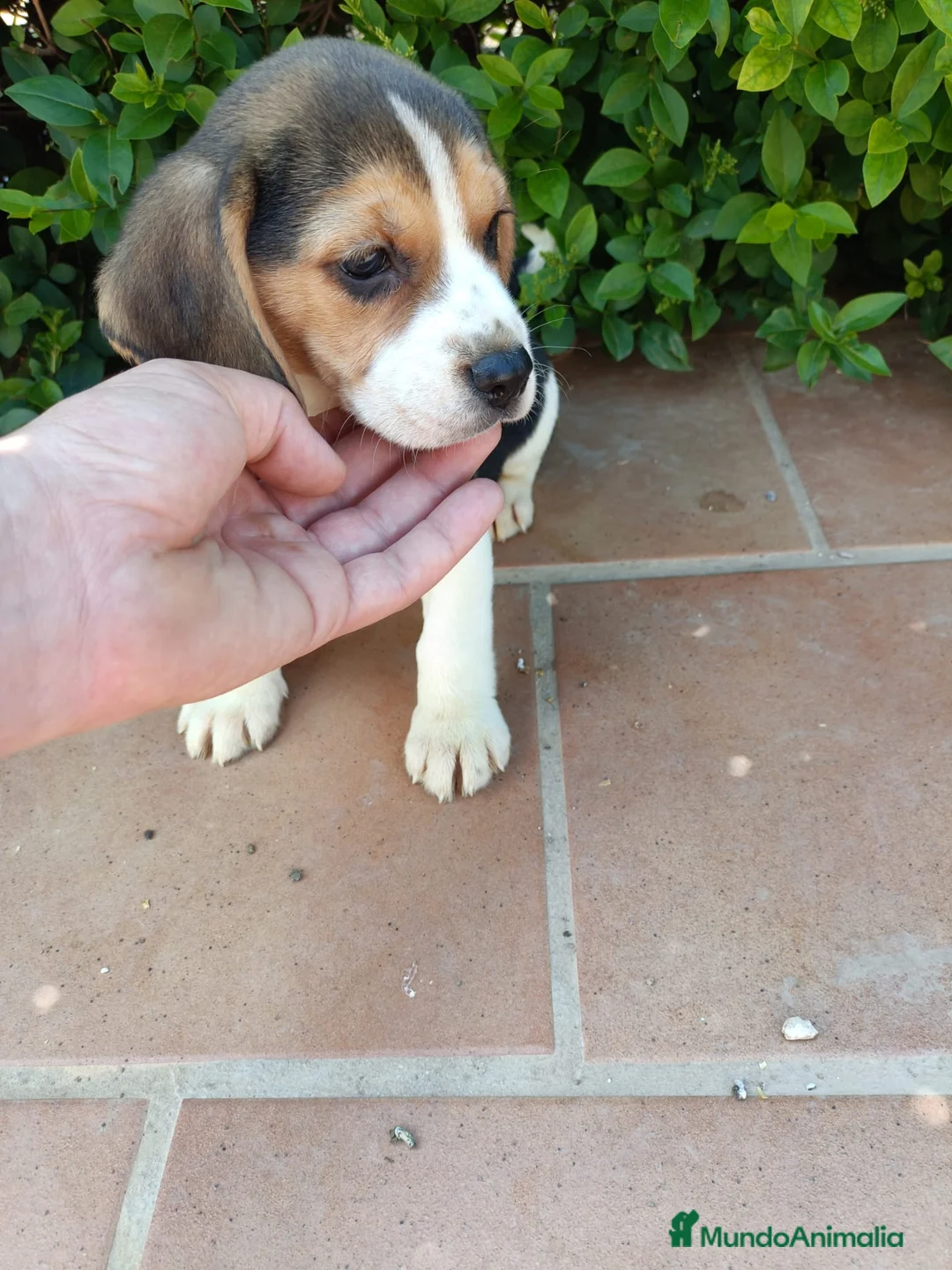 Beagle perros en venta: Cachorros de Beagle - Anuncio 3