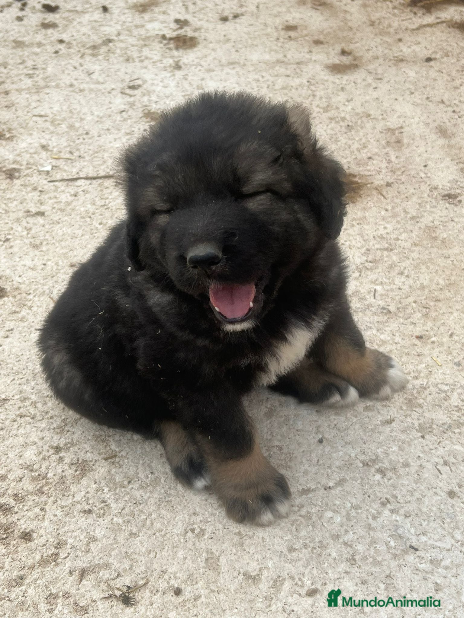 Pastor del Cáucaso perros Pastor del Cáucaso 606904470 - Anuncio 1