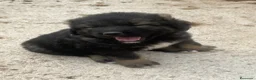 Pastor del Cáucaso perros en venta: Pastor del Cáucaso 606904470 en Valencia - Anuncio 1