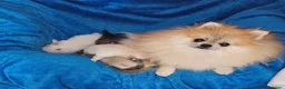 Pomerania perros en venta: Pomerania diminuta  - Anuncio 3