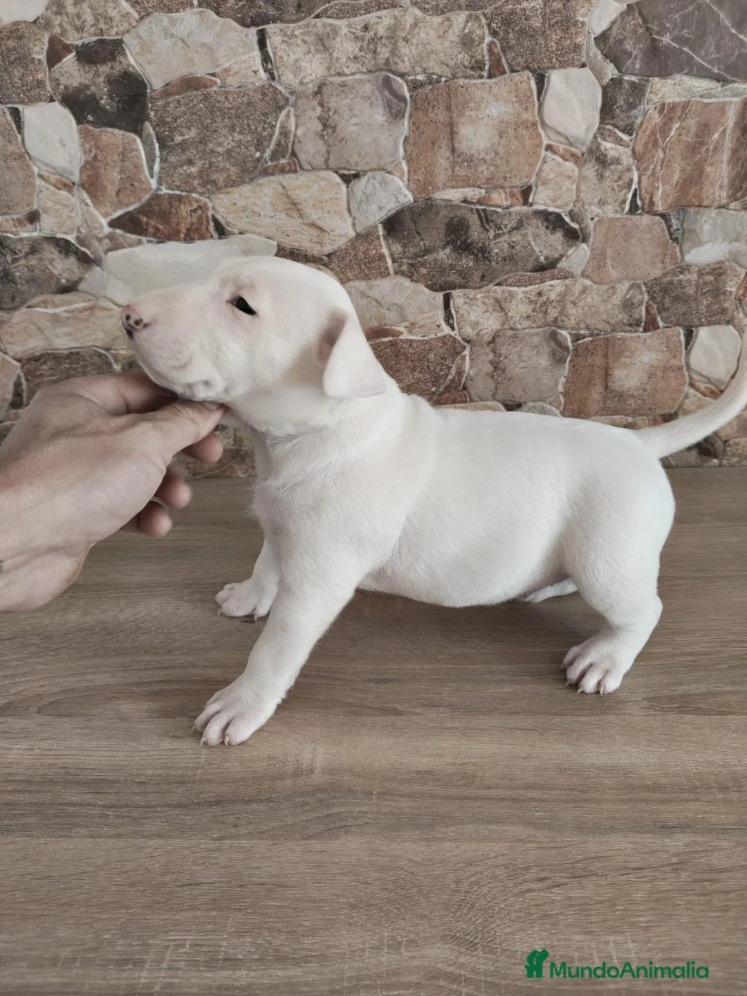 Bull Terrier perros en venta: Bull terrier - Anuncio 2
