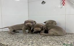 Weimaraner perros en venta: Cachorros Braco de Weimar 600€ ¡PRECIO REAL! - Imagen 2