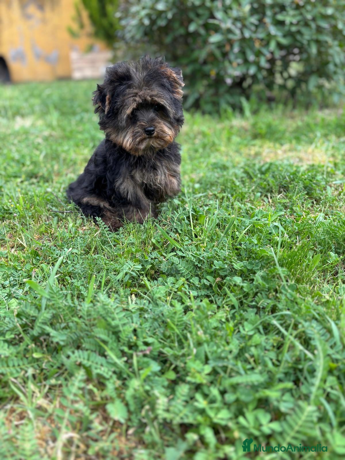 Yorkshire Terrier perros Yokshire Macho con toda la vacunacion!! - Anuncio 1