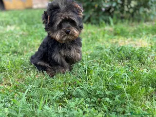 Yorkshire Terrier perros Yokshire Macho con toda la vacunacion!! - Anuncio 1