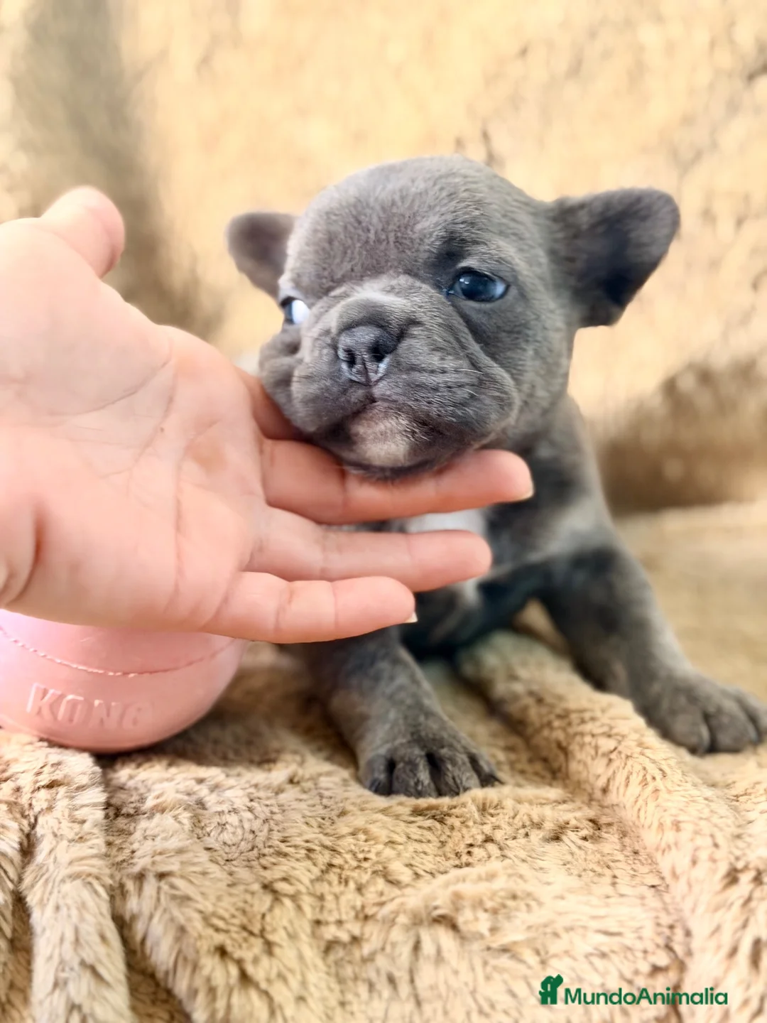 Bulldog Francés perros en venta: PRECIOSA HEMBRA DE BULLDOG FRANCÉS  EXÓTICA  - Anuncio 11