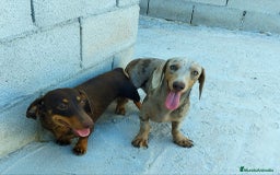 Teckel perros para monta: Teckel arlequín Isabella para monta - Imagen 3