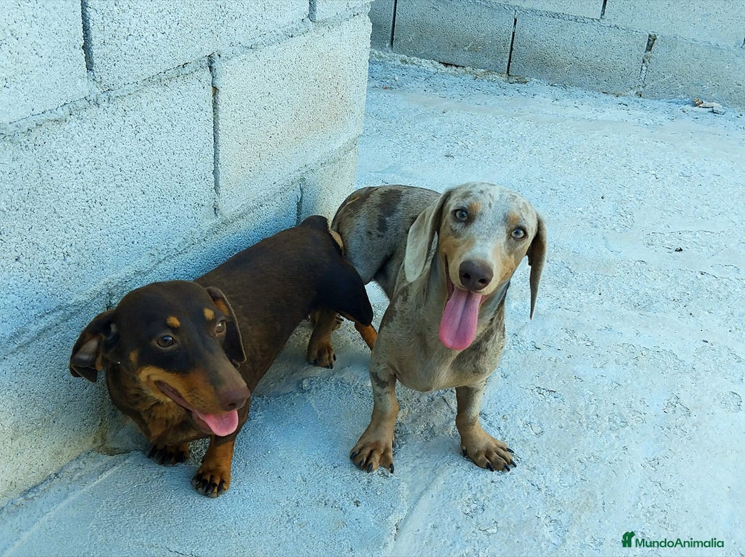 Teckel perros para monta: Teckel arlequín Isabella para monta - Imagen 3