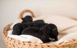 Caniche Toy perros en venta: Caniche toy negro - Anuncio 7