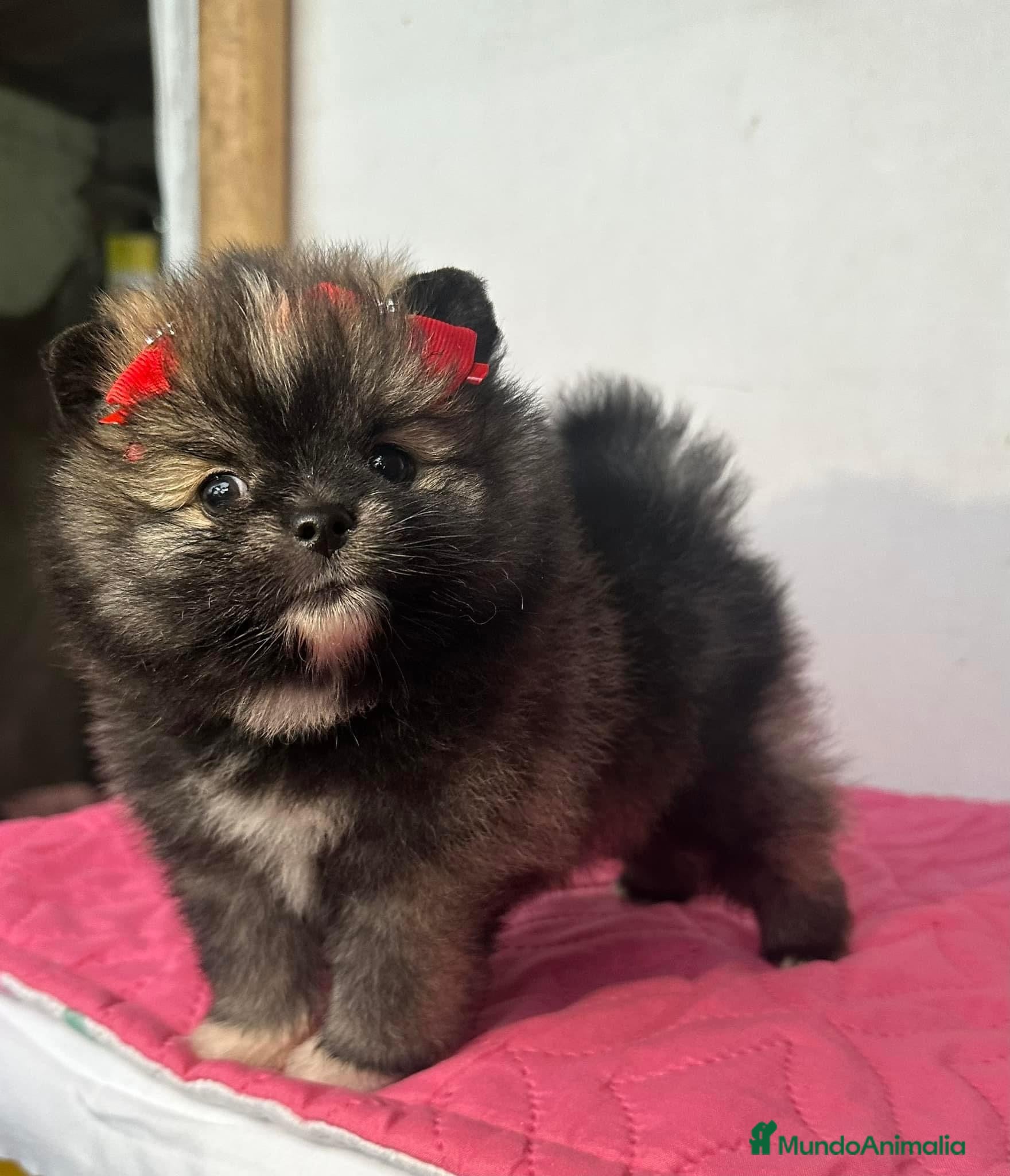 Pomerania perros en venta: POMERANIA PUPPY MINI  - Anuncio 2