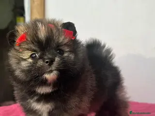 Pomerania perros en venta: POMERANIA PUPPY MINI - Anuncio 2