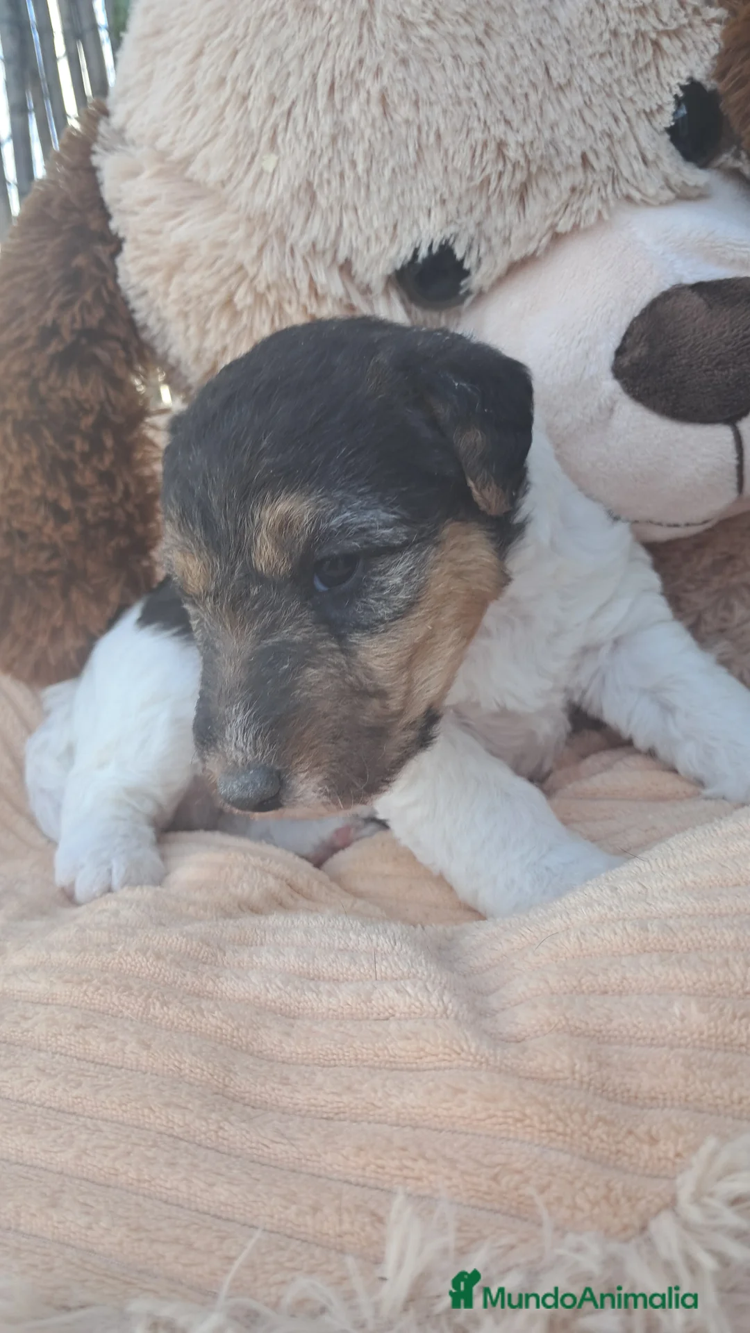 Fox Terrier de Pelo Duro perros en venta: Bebés Foxterrier  - Anuncio 2