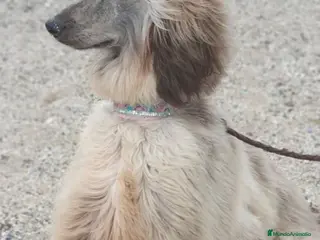Galgo Afgano perros Galgo afganos disponible maravillosos - Anuncio 3