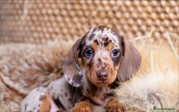 Teckel Miniatura perros en venta: preciosas hembritas cachorras de teckel   - Imagen 1