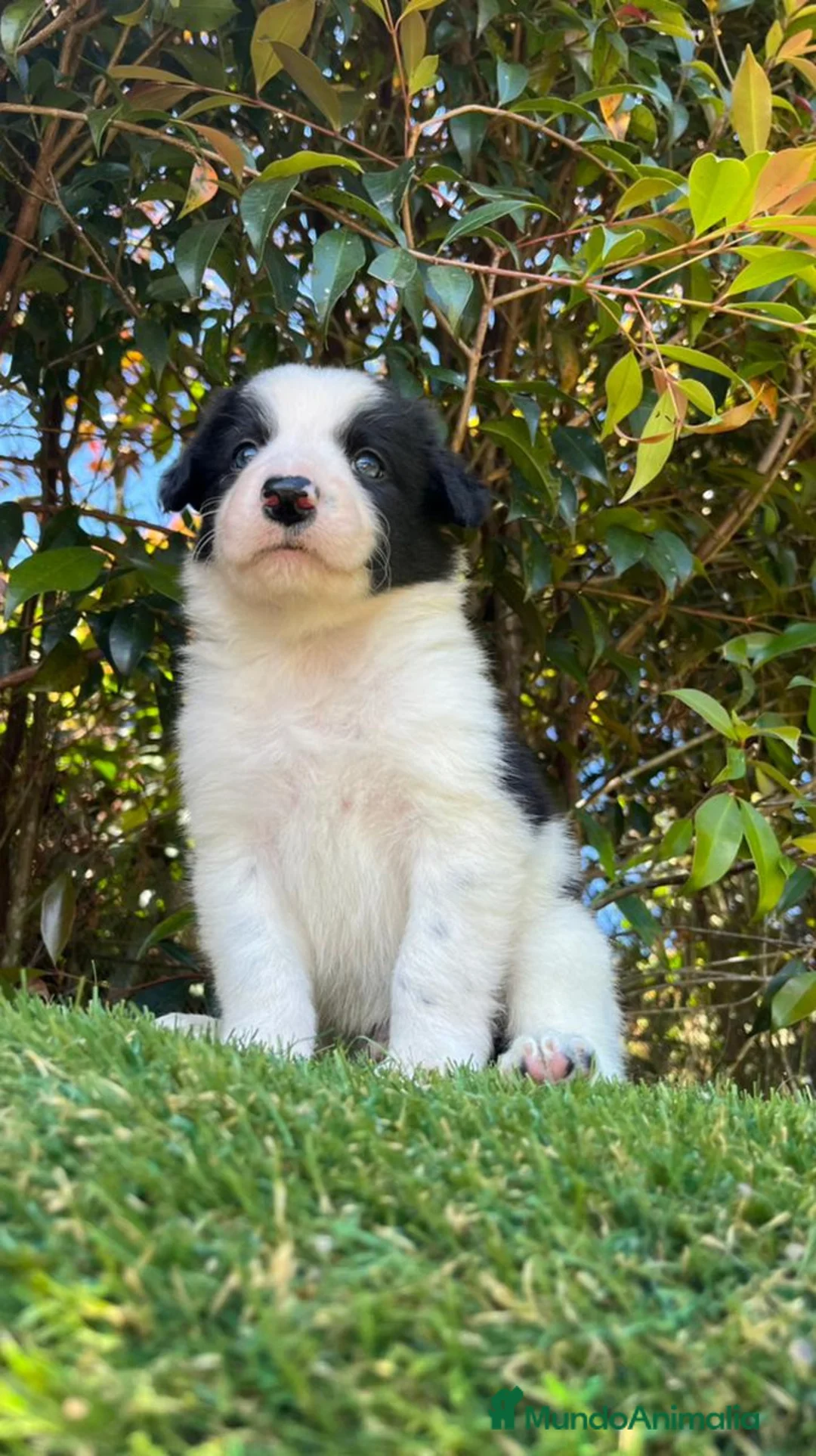 Border Collie perros en venta: Border collie  - Anuncio 4