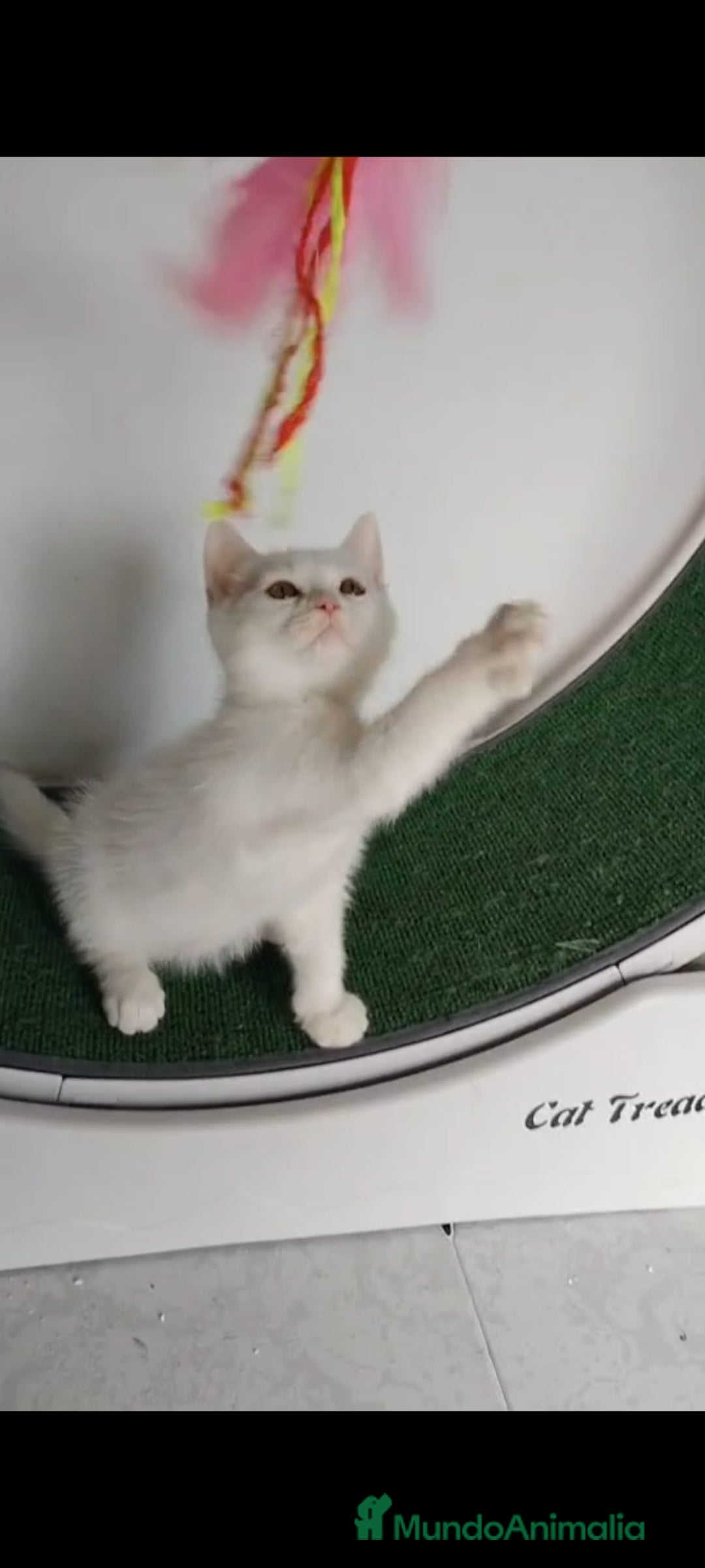 American Shorthair gatos en venta: British Shorthair macho ojos naranjas  - Anuncio 1