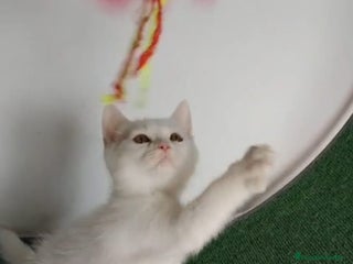 American Shorthair gatos British Shorthair macho ojos naranjas - Anuncio 2