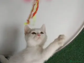 American Shorthair gatos British Shorthair macho ojos naranjas - Anuncio 4