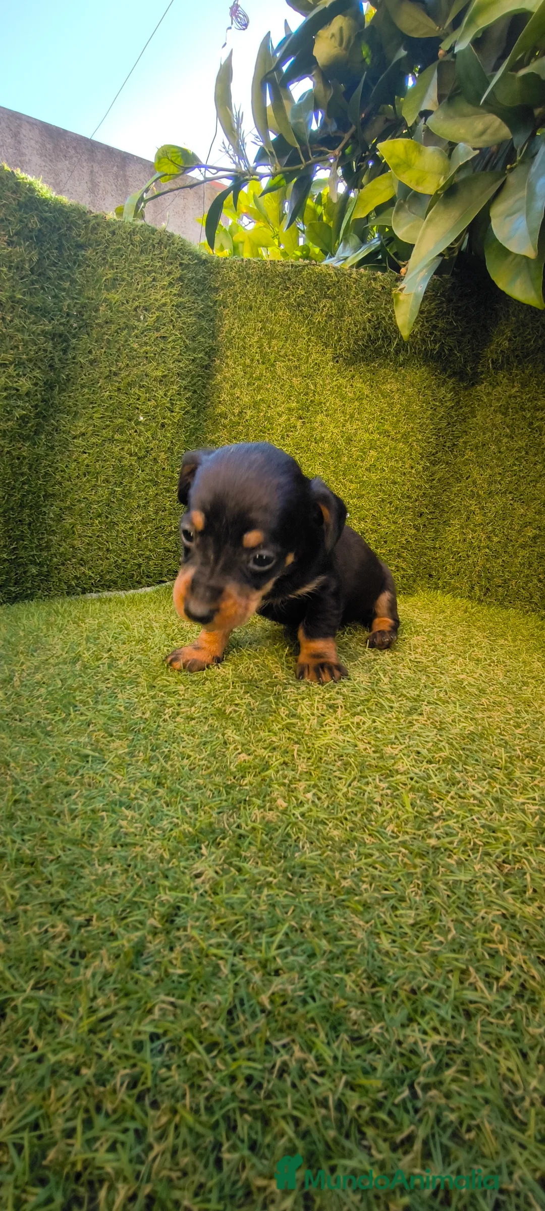 Teckel Miniatura perros en venta: camada teckel miniatura  - Anuncio 16