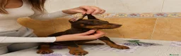 Dobermann perros en venta: Espectaculares doberman europeos - Anuncio 2