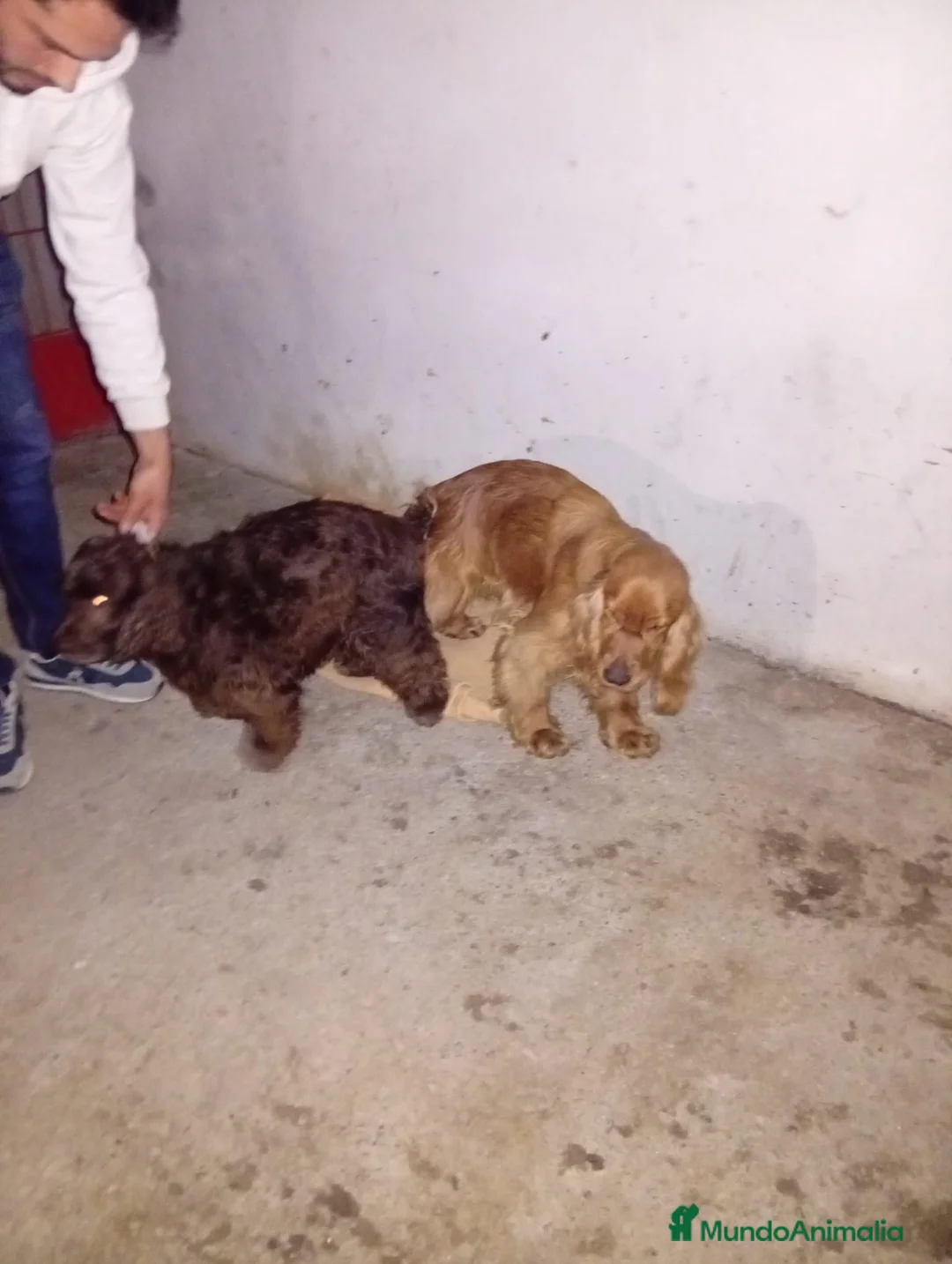 Cocker Spaniel Inglés perros en venta: Cachorros de spaniel inglés  - Anuncio 2