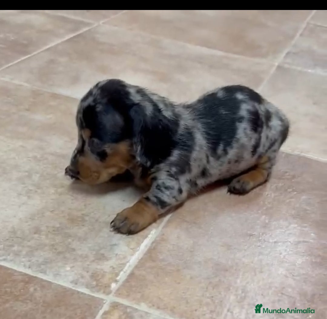 Teckel Miniatura perros Teckel miniatura arlequin - Anuncio 2