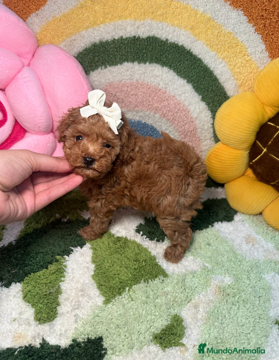 Caniche Toy perros en venta: Caniche Toy Rojo Hembra - Anuncio 2