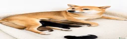 Shiba Inu perros en venta: SHIBA INU CALIDAD MACHO Y HEMBRA - Anuncio 2
