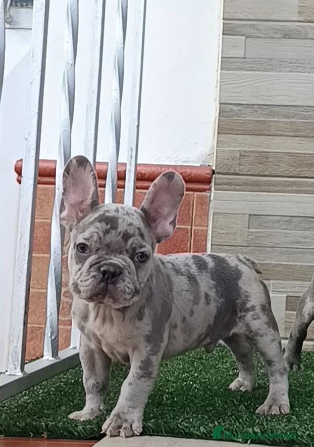 Bulldog Francés perros Bulldog Francés blue Merle  - Anuncio 2