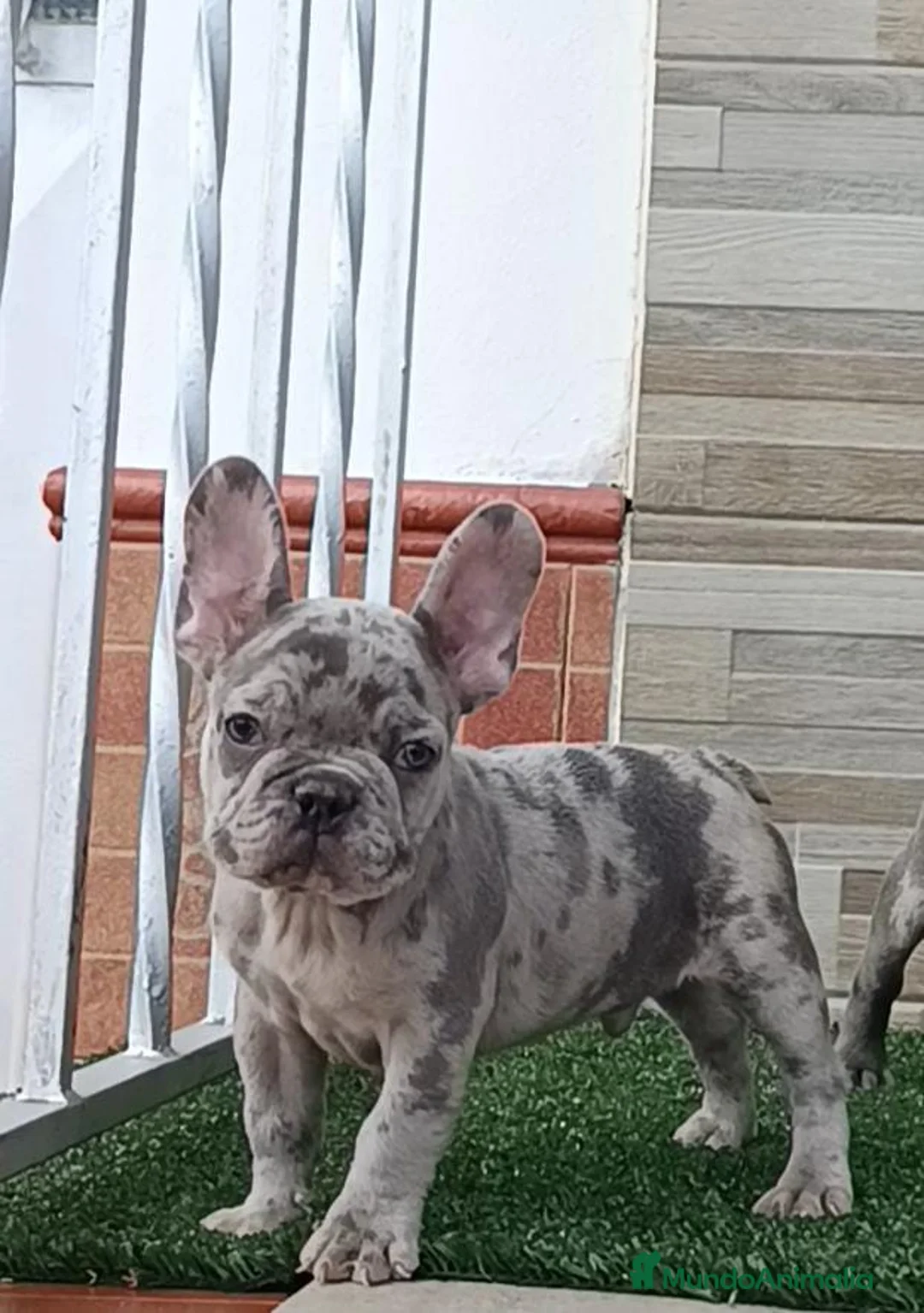 Bulldog Francés perros en venta: Bulldog Francés blue Merle  - Anuncio 2