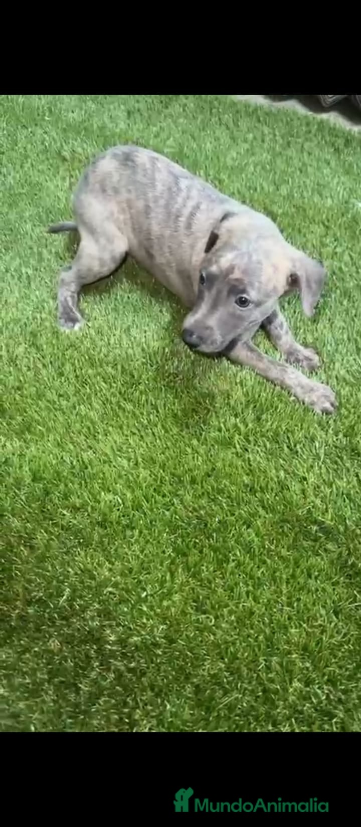 Whippet perros Whippet - Anuncio 5