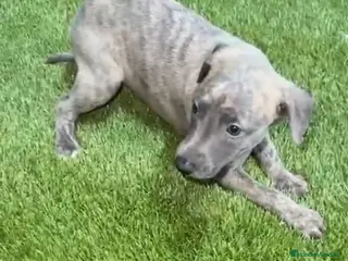 Whippet perros Whippet - Anuncio 5