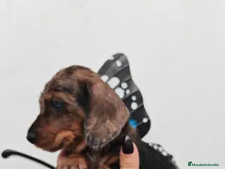 Teckel perros HEMBRAS Teckel Arlequínes y Negros fuego ECONÓMICO - Anuncio 17