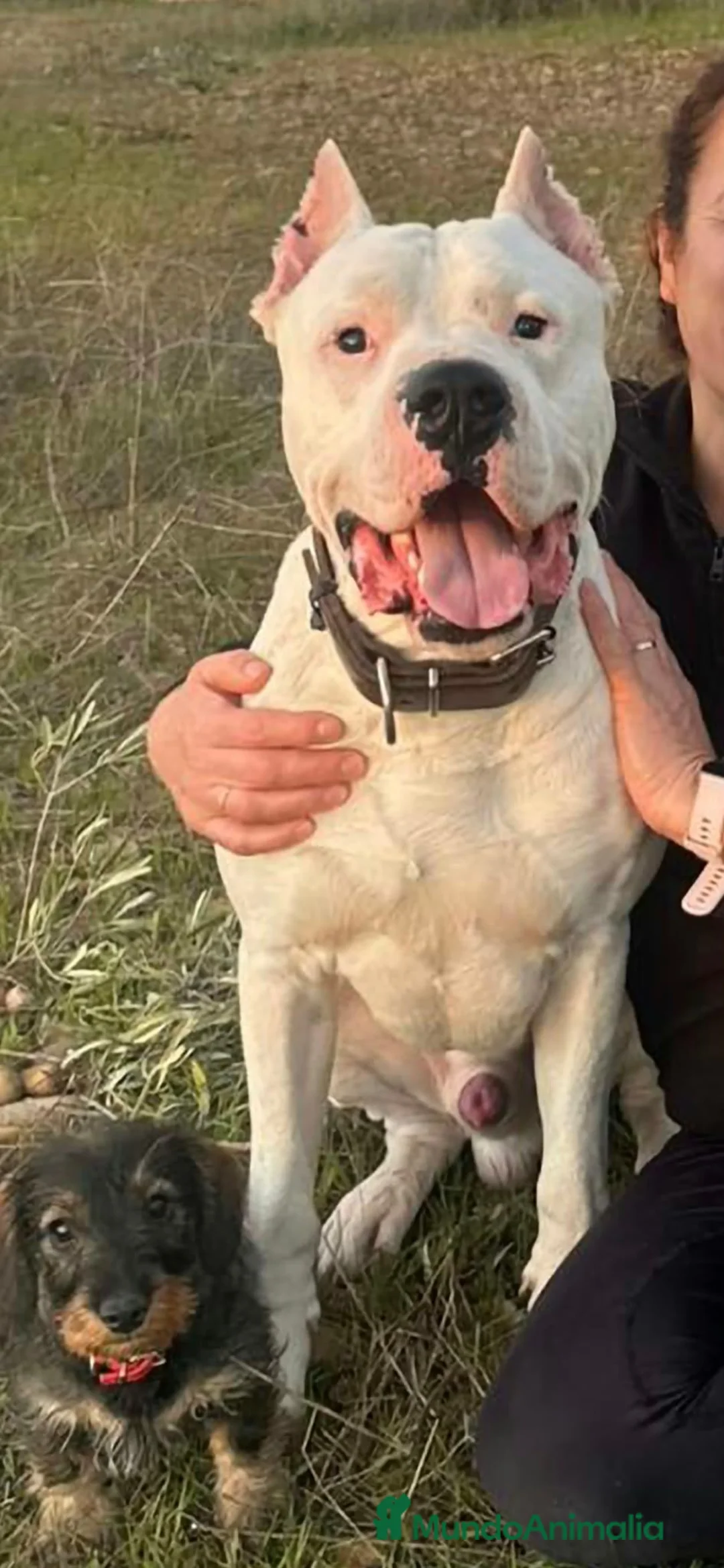 Dogo Argentino perros en venta: Disponible Machos Dogo Argentino  - Anuncio 3