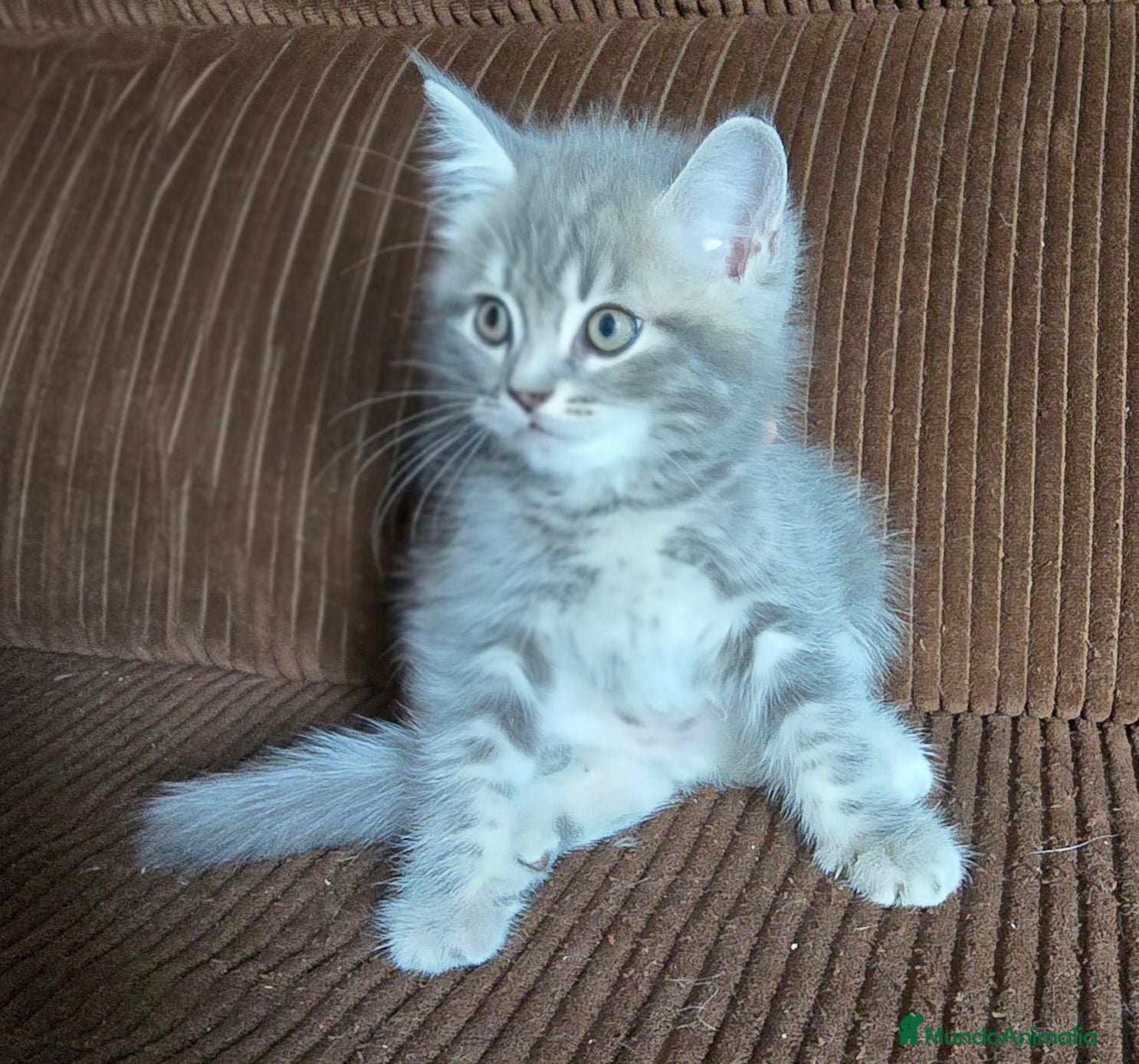 Británico de Pelo Largo gatos Gatcot.com - Anuncio 1