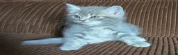Británico de Pelo Largo gatos en venta: Gatcot.com - Anuncio 8