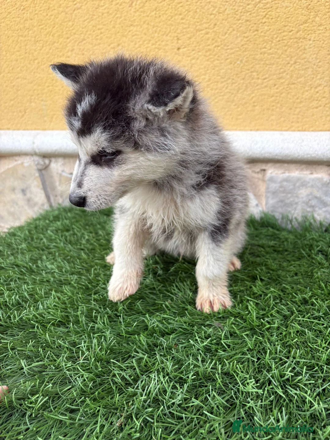 Husky Siberiano perros en venta: Husky siberiano impresionante machito - Anuncio 9