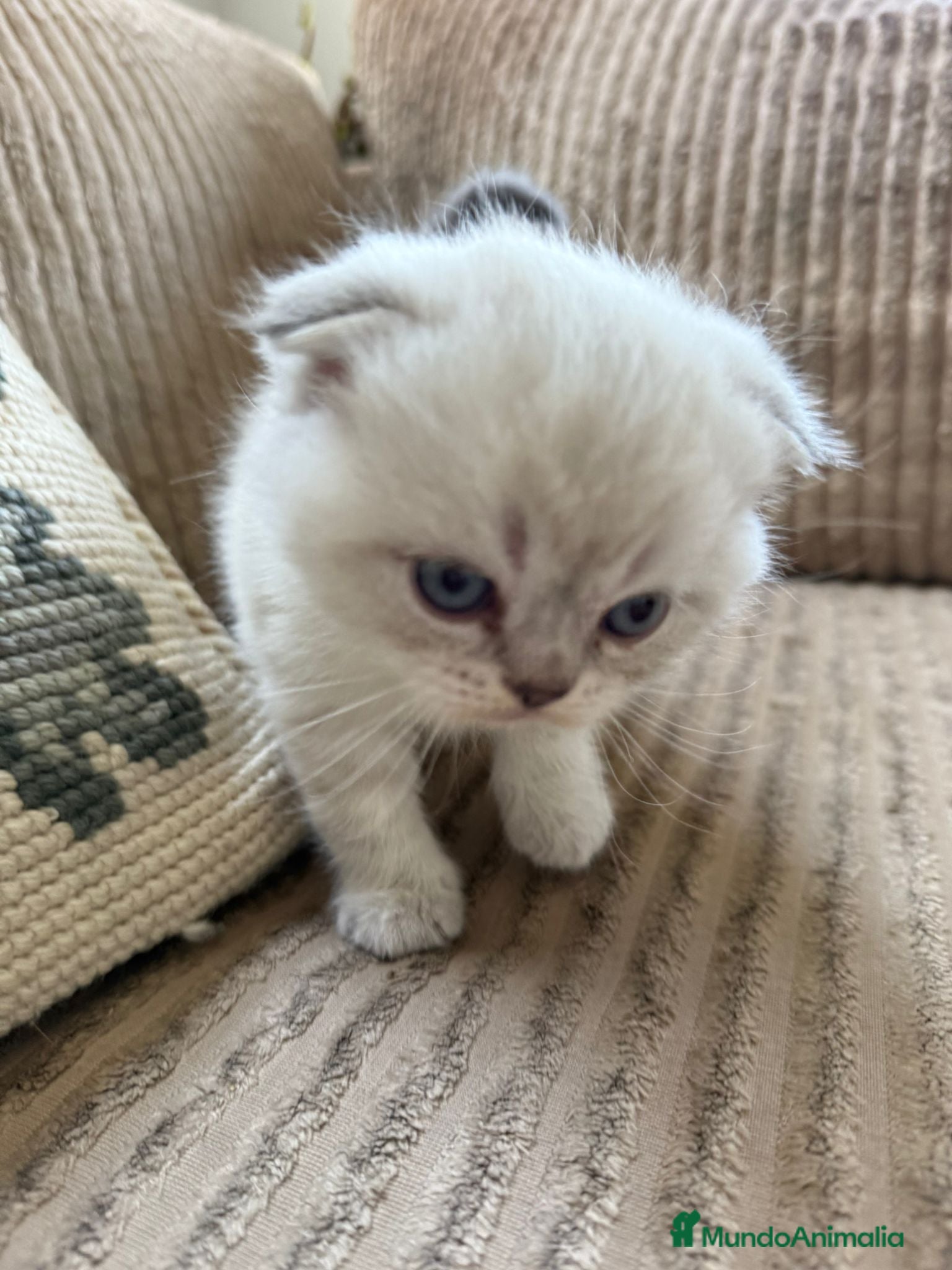 Scottish Fold gatos SCOTTHIS FOLD MACHO en Madrid - Anuncio 2