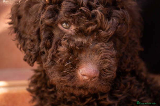 Perro de Agua Español perros Perro de agua español  - Anuncio 1