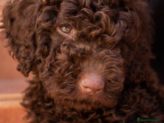 Perro de Agua Español perros Perro de agua español - Anuncio 1
