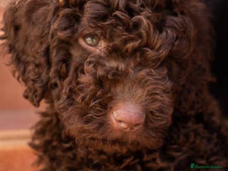 Perro de Agua Español perros Perro de agua español - Anuncio 18