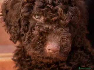 Perro de Agua Español perros Perro de agua español - Anuncio 13