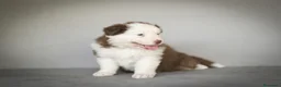 Pastor Australiano perros en venta: Cachorros Pastor Australiano - Anuncio 10