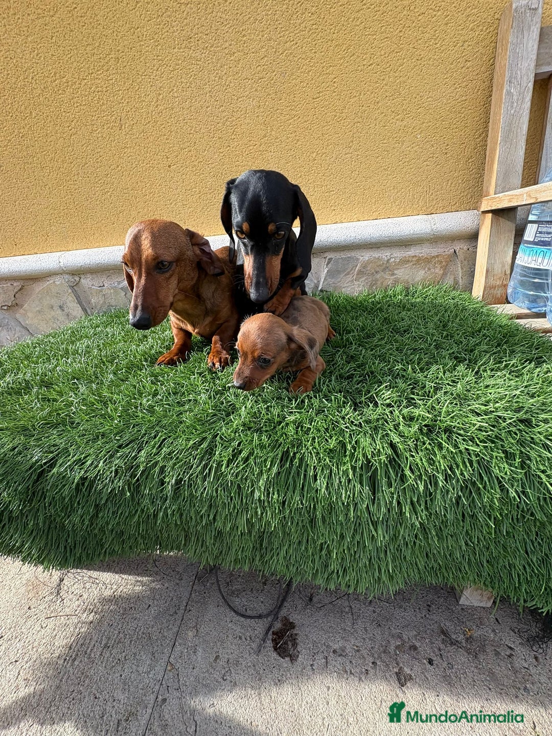 Teckel Miniatura perros en venta: Teckel miniatura varios colores  - Anuncio 22