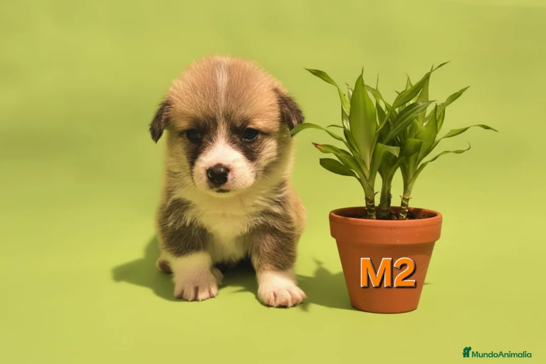 Welsh Corgi Pembroke perros en venta: Cachorros de Corgi Pembroke - Anuncio 5